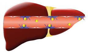 Chloroquine is used to overcome the liver, a major problem in nanomedicine.
CREDIT
Houston Methodist