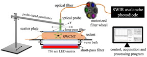 Rice University and MD Anderson researchers have developed a technique that uses fluorescent nanotube-based probes to locate specific tumors in the body. (Credit: Illustration by the Weisman Lab/Rice University)