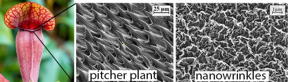 The Nepenthes pitcher plant (left) and its nanowrinkled 'mouth' (centre) inspired the engineered nanomaterial (right).

CREDIT
Sydney Nano