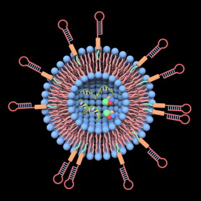 This image shows ligands-grafted extracellular vesicles as drug delivery vehicles.
CREDIT
Xin Zou