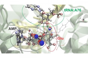 Researchers can simulate atomic and subatomic dynamics in large molecular systems. Here is a visualization of the process by which the amino acid glutamate (Glu) is attached to a specific region of its transfer RNA (tRNA). An energy-rich molecule, ATP, drives this reaction and is converted to AMP in the process. The red and blue bubbles represent the probability of finding electrons in particular regions. Green dotted lines delineate the atoms that bond in this chemical reaction.
CREDIT
Graphic by Rafael Bernardi, Zan Luthey-Schulten and Marcelo Melo
