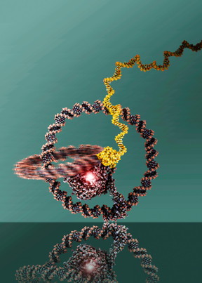 The two rings are linked like a chain and can well be recognized. At the centre there is the T7 RNA Polymerase.
CREDIT
(c) Julin Valero