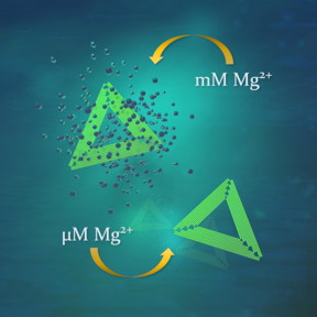 DNA origami nanostructures (green triangles) survive although magnesium concentration is drastically decreased from fabrication conditions.
CREDIT
Boxuan Shen and Veikko Linko/Aalto University
