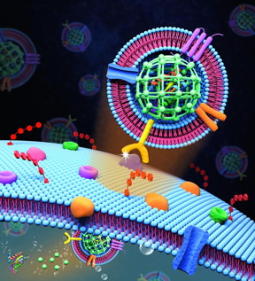 Extracellular vesicle-like metal-organic framework nanoparticles are developed for the intracellular delivery of biofunctional proteins. The biomimetic nanoplatform can protect the protein cargo and overcome various biological barriers to achieve systemic delivery and autonomous release. Credit: Zheng Lab/Penn State
CREDIT
Zheng Lab/Penn State