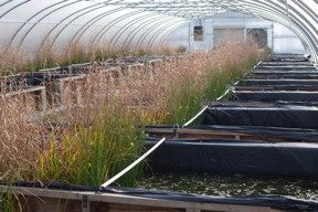 Simulated wetlands at the Center for the Environmental Implications of Nanotechnology.
CREDIT
Photo by Steven Anderson, Duke University.
