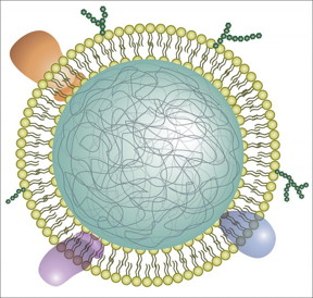 Illustration of a neutrophil cell membrane-coated nanoparticle.

CREDIT
Qiangzhe Zhang/Nature Nanotechnology