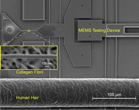 A collagen fibril mounted on a MEMS mechanical testing device. At the bottom is a single human hair for size comparison.

CREDIT
University of Illinois Department of Aerospace Engineering