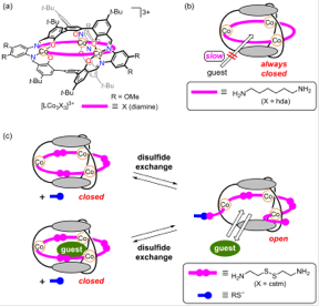 Fig.1 Initially closed molecular cage (left).  Disulfide bonds can be broken via reactions with thiolate anions, resulting in the formation of apertures (right).

