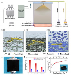 The biosynthesis strategy of functional bulk nanocomposites. a, Scheme of the bioreactor. Aerosols of liquid nutrient and nanoscale building block suspensions were fed into the bioreactor with filtered compressed air, which was controlled by an automatic control system. b to d, Schematic illustration of the formation uniform BC-based nanocomposites with 0D nanoparticles (b), 1D nanotubes or nanowires (c), and 2D nanosheets (d). e, Photograph of a large-sized CNTs/BC pellicle with a volume of 8008008 mm3. f, Comparison of the tensile strength of the biosynthesized CNTs/BC nanocomposites with blended CNTs/BC nanocomposites. g, Electrical conductivity of the CNTs/BC films as a function of CNTs volume and weight fraction. Reprinted with permission of Oxford University Press.

CREDIT
Science China Press