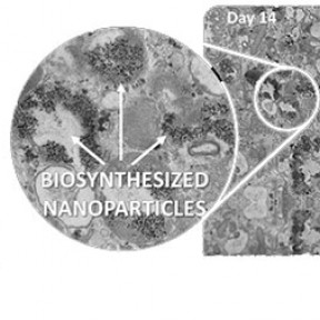  Laboratory MSC (CNRS/University of Paris Diderot)