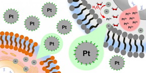 Non-oxidised platinum nanoparticles have virtually no toxic effect on normal cells (bottom left). Once inside liver cancer cells (top right), the platinum is oxidised, releasing its toxic effect.

CREDIT
ETH Zurich / Helma Wennemers