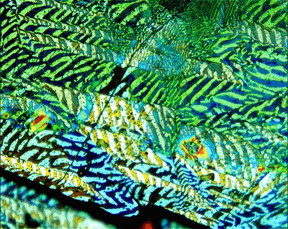 Magneto-optical characterization of the ferromagnetic domains in VI3.

CREDIT
Ames Laboratory, US Department of Energy

