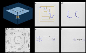 (a-b) Heavy particles move towards antinodes of a submerged vibrating plate. (c-d) Single particles and (e-f) a swarm of particles move on pre-defined trajectories on the plate by playing carefully-chosen musical notes.

CREDIT
Kourosh Latifi