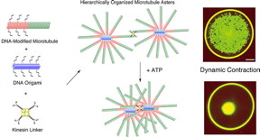 Mixing DNA-modified microtubules, DNA origami and kinesin linkers leads to star-like formations of microtubules that are connected by kinesin linkers. This network contracted dynamically when ATP energy was added. 
(Matsuda K. et al., Nano Letters, April 30, 2019)
