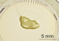 A miniature cyborg heart (shown here in a dish, being tested for electrical activity) could help researchers better understand how the human heart works.
Credit: Adapted from Nano Letters 2019, DOI: 10.1021/acs.nanolett.9b02512