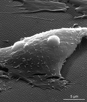 This scanning electron microscope image of cardiomyocyte cells cultured on an array of electro-plasmonic nanoantennae shows the considerable size difference between the nanoantennae and electrogenic cells. On this device, 2.25 million wireless electro-plasmonic nanoelectrodes are integrated on a glass substrate.
(Image credit: Yanik Lab, UCSC)