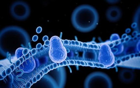 Cell-mimicking vesicles with enzymes incorporated into their membrane show active motility upon catalysis.

CREDIT
Subhadip Ghosh