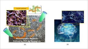 (a) Micrograph of the neuromorphic network fabricated by this research team. The network contains of numerous junctions between nanowires, which operate as synaptic elements. When voltage is applied to the network (between the green probes), current pathways (orange) are formed in the network. (b) A Human brain and one of its neuronal networks. The brain is known to have a complex network structure and to operate by means of electrical signal propagation across the network.

CREDIT
NIMS