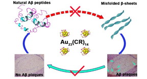 Au23(CR)14 Nanocluster functions in multiple stages of the progression from Aβ monomer to Aβ plaques.

CREDIT
Science China Press