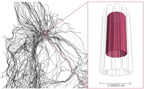 Schematic view of the nano-cylinder (fuchsia) which is in the center of the cell skeleton (in black on the image).

CREDIT
 UNIGE