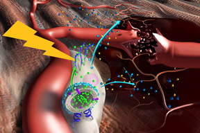 Nanostimulators bind to the surface of stem cells, delivering agents that spur the cells to release factors that promote blood vessel growth and modulate inflammation in damaged muscle.  

Image by Janet Sinn-Hanlon, Veterinary Medicine at Illinois