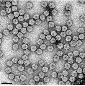 Visually indistinguishable particles of Brome Mosaic Virus.

CREDIT
Ayala Rao/UCR