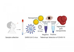 A nasal swab containing a test sample is mixed with a simple lab test. It contains a liquid mixed with gold nanoparticles attached to a molecule that binds to the novel coronavirus. If the virus is present, the gold nanoparticles turns the solution a deep blue color (bottom of the tube) and a precipitation is noticed. If it is not present, the solution retains its original purple color.

CREDIT
University of Maryland School of Medicine