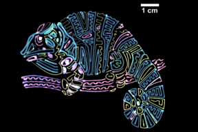 Inspired by nature, Illinois researchers developed synthetic structure-based color materials  like those found in chameleon skin  for polymer inks used in 3D printing.

Image courtesy Diao Research Group