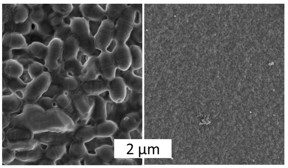 Scanning electron microscope images give overwhelming proof of the difference. Left: A biofilm forms on the surface of polycaprolactone, a biodegradable plastic frequently used in medicine. Right: Spider silk does not allow for biofilm formation.

CREDIT
Images: Gregor Lang.