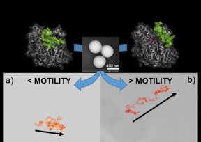 a) Trajectory of an enzyme-powered nanomotor prepared with lipase in a closed conformation and without controlled orientation during immobilization on the silicon nanoparticle surface. b) Trajectory of an enzyme-powered nanomotor prepared with lipase in an open conformation and with controlled orientation during immobilization on the silicon nanoparticle Surface. The central panel shows a scanning electron microscopy image of nanomotors like those used in the experiment.

CREDIT
CNIC/ IBEC