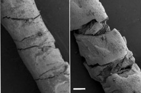 Scanning electron microscopy of carbon ink-coated threads. Straight thread on left. Bending the coated threads creates strain (right), which changes their electrical conductivity - a quantity that can used to calculate the degree of deformation (scale bar 200 microns)

CREDIT
Yiwen Jiang, Tufts University