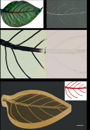 Synchronized manufacturing of a bioinspired structure with a hierarchical vascular network.

CREDIT
Mayank Garg, Nancy Sottos, Jeff Moore, and Phillipe Guebelle