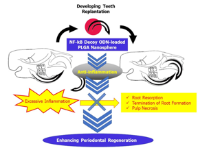 Excessive inflammation after tooth replantation induces several omplications including root resorption, termination of root formation and pulp necrosis, caused by excessive inflammation. NF-kB decoy ODN-loaded PLGA nanosphere inhibits post-operative inflammation, thus enhances periodontal regeneration, including reduction of root resorption, and continuation of root formation.

CREDIT
Department of Orthodontic Science, TMDU