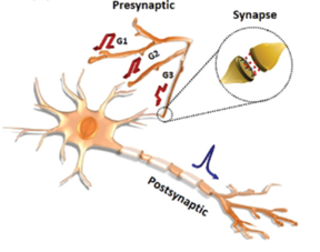 Schematic of biological presynaptic and postsynaptic neurons and a synapse (inset)

CREDIT
Korea Institute of Science and Technology(KIST)