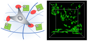 Schematic presentation showing avidin-conjugated nanocellulose fibers functionalized with biotinylated adhesive protein. 3D cell culture of fibroblast cells. Live-dead staining indicates high cell viability.

CREDIT
Reprinted with permission from Leppiniemi et al. Biomacromolecules. Copyright 2021 American Chemical Society.