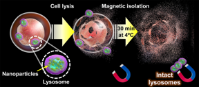 Once magnetic nanoparticles have naturally accumulated in a cells lysosomes through the endocytic pathway, the cell membrane is ruptured. and its contents sifted for 30 minutes using magnets. At the end of this process, intact lysosomes can be retrieved from the magnets and used to study their structure, metabolites, and protein composition.

CREDIT
Shinya Maenosono from JAIST.