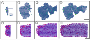 This rendering of platinum nanoparticles on a carbon support shows how tomviz interprets microscopy data as its created, resolving from a shadowy image to a detailed rendering.