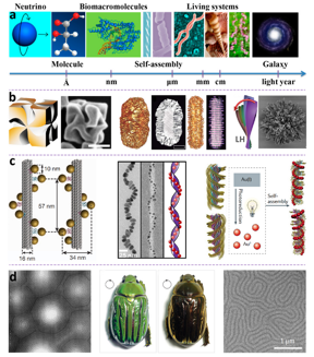 image: a, Chirality at various hierarchical scales. b, Chiral nanomaterials with intrinsic chirality prepared by enantioselective synthesis. c, Chiral nanomaterials based on different soft templates (left-to-right): DNA-, peptide-, and chiral gelator-directed self-assembly of achiral nanoparticles. d, Chiral liquid crystalline nanoarchitecture observed in beetles and biomimetic system. (Left) Atomic force microscopy image of the beetle exoskeleton. (Middle) Beetle exoskeletons under left- and right-handed circularly polarized light. (Right) Scanning electron microscope image showing the self-assembly of platinum nanoparticles around the fingerprint of a cholesteric liquid-crystalline template. view more 

Credit: by Xuan Zhang, Yiyi Xu, Cristian Valenzuela, Xin Fang Zhang, Ling Wang, Wei Feng, and Quan Li