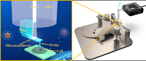 Fiber optical nanomechanical probe (FONP) fabricated by femtosecond laser two‐photon polymerization technology can realize the biomechanical measurement down to 2.1 nanonewton. Such high precision enables the measurement of in vivo biomechanical properties of tissue, single cell, and other soft biomaterials.

CREDIT
By Mengqiang Zou, Changrui Liao, Yanping Chen, Lei Xu, Shuo Tang, Gaixia Xu, Ke Ma, Jiangtao Zhou, Zhihao Cai, Bozhe Li, Cong Zhao, Zhourui Xu, Yuanyuan Shen, Shen Liu, Ying Wang, Zongsong Gan, Hao Wang, Xuming Zhang, Sandor Kasas and Yiping Wang.