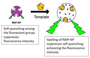 Researchers from the Shibaura Institute of Technology have synthesized fluorescent molecularly imprinted polymeric nanoparticles (fMIP-NPs) that serve as probes to detect specific small neurotransmitters like serotonin, dopamine, and acetylcholine.

CREDIT
Prof. Yasuo Yoshimi from SIT, Japan