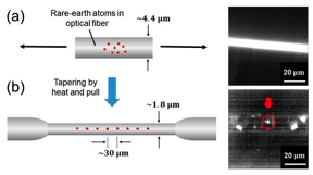 Schematic diagram and microscopic observation of an optical fiber doped with rare-earth atoms. The fluorescence from the entire optical fiber can be seen. (b) Schematic diagram and microscopic observation of the optical fiber after heat and pull processing.  Fluorescence from a single rare-earth atom isolated in the optical fiber can be seen.

CREDIT
Kaoru Sanaka from Tokyo University of Science (TUS), Japan