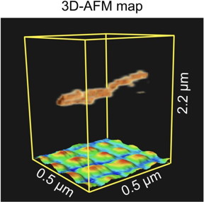 Three-dimensional atomic force microscopy (3D-AFM) map underlining its capability to
image suspended flexible samples above a regular pattern of nano-sized dots.

CREDIT
 2024 Mohammad Shahidul Alam, et al., Small Methods published by Wiley-VCH GmbH