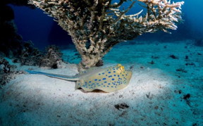 Bluespotted ribbontail ray.

CREDIT
Morgan Bennet Smith