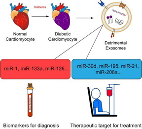 Illustration of the role of exosomes in diabetic cardiomyopathy (DCM). In response to diabetes, normal cardiomyocytes undergo pathological changes, leading to the release of detrimental exosomes. These exosomes carry specific microRNAs (miRNAs), such as miR-1, miR-133a, and miR-126, which have potential as biomarkers for diagnosing DCM, as well as miRNAs like miR-30d, miR-195, miR-21, and miR-208a, which are associated with disease progression and present therapeutic targets.

Credit
Azhar Anwar/Nanjing University, Jizheng Ma/ The Army Engineering University of PLA, Xin Yin/Nanjing University