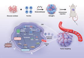 Fabrication and in vivo mechanism of self-propelled ferroptosis nanoinducer for tumor targeting.

Credit
By Wenxin Xu, Hao Tian, Yanzhen Song, Hanfeng Qin, Junbin Gao, Yichi Chen, Weichang Huang, Lin Lin, Haixin Tan, Yicheng Ye, Xiaoting Zhang, Daniela A Wilson, Guang Yang, Fei Peng and Yingfeng Tu