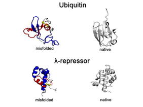 Recently identified and long-lasting type of protein misfolding  non-native entanglements  observed in all-atom protein folding simulations. Representative misfolded conformations of the small proteins, Ubiquitin and λ-repressor, exhibit gains-of-entanglement in all-atom folding simulations and are shown alongside their native structures. In the misfolded states, non-native entangled loops are highlighted in red, with yellow spheres marking loop closures and blue segments indicating threading through the loop.

Credit
OBrien Laboratory, Penn State